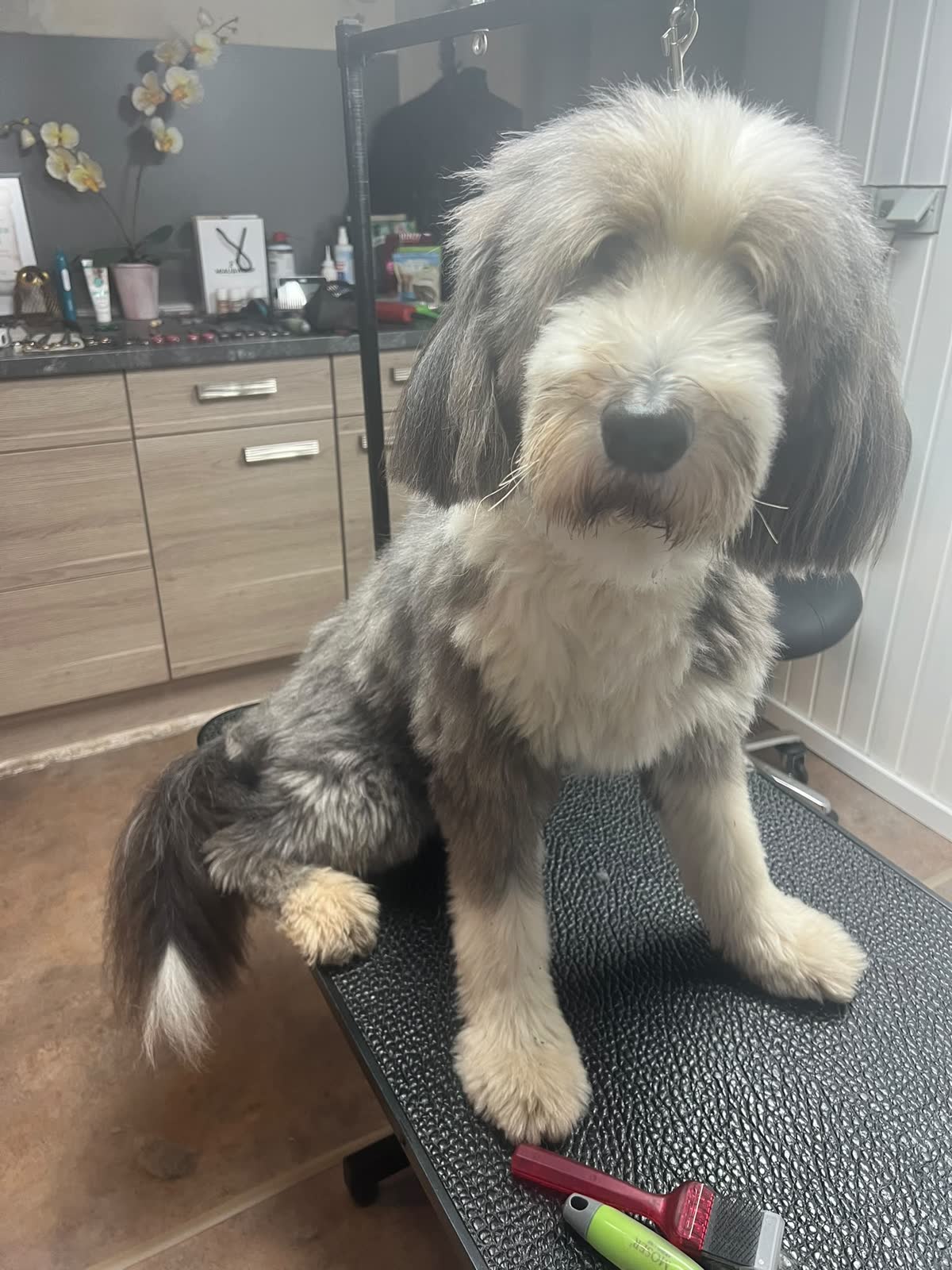 Frisch gepflegter Hund im Hundesalon Pfotenparadies