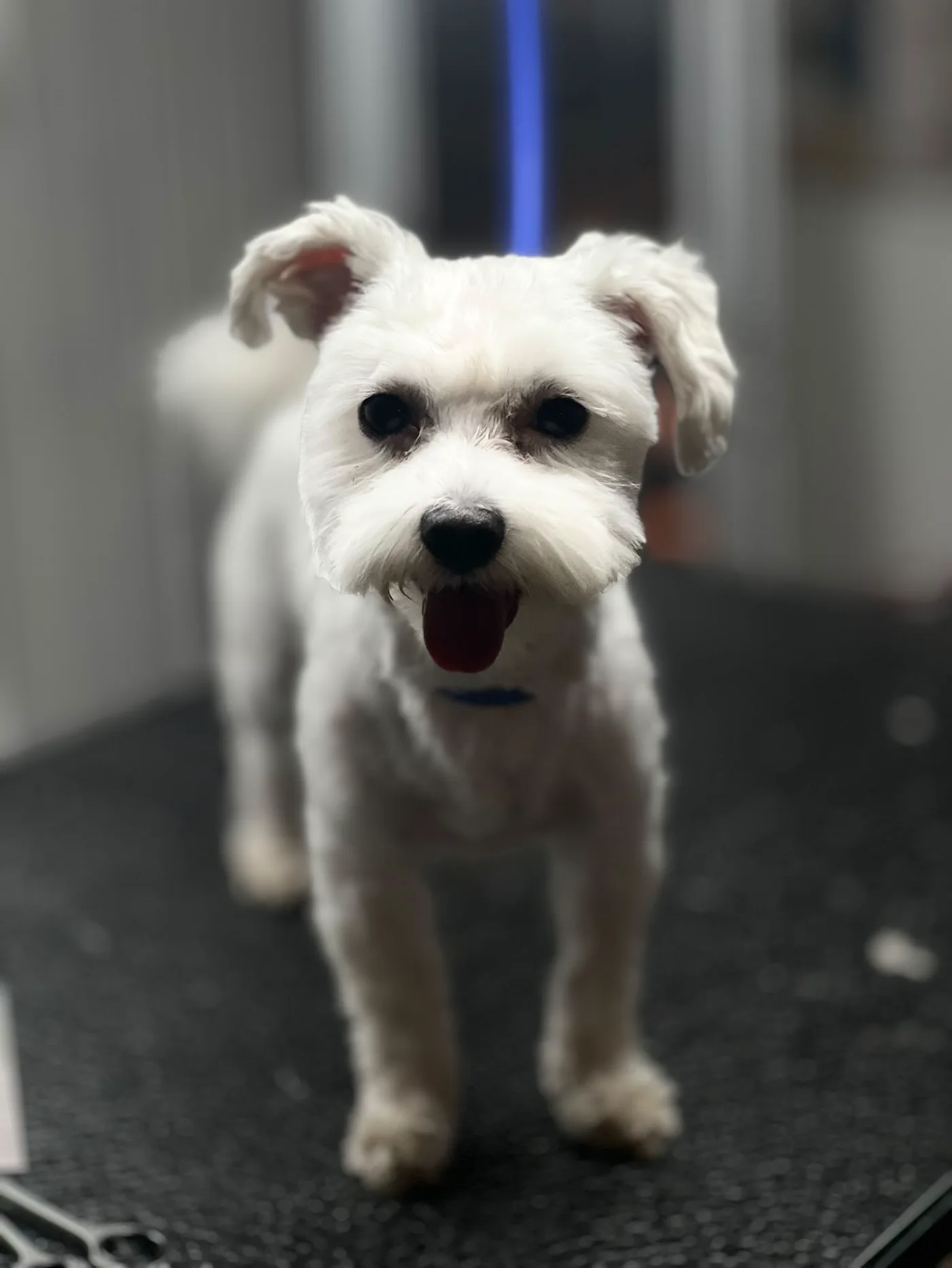 Frisch gepflegter weißer Hund im Hundesalon Pfotenparadies