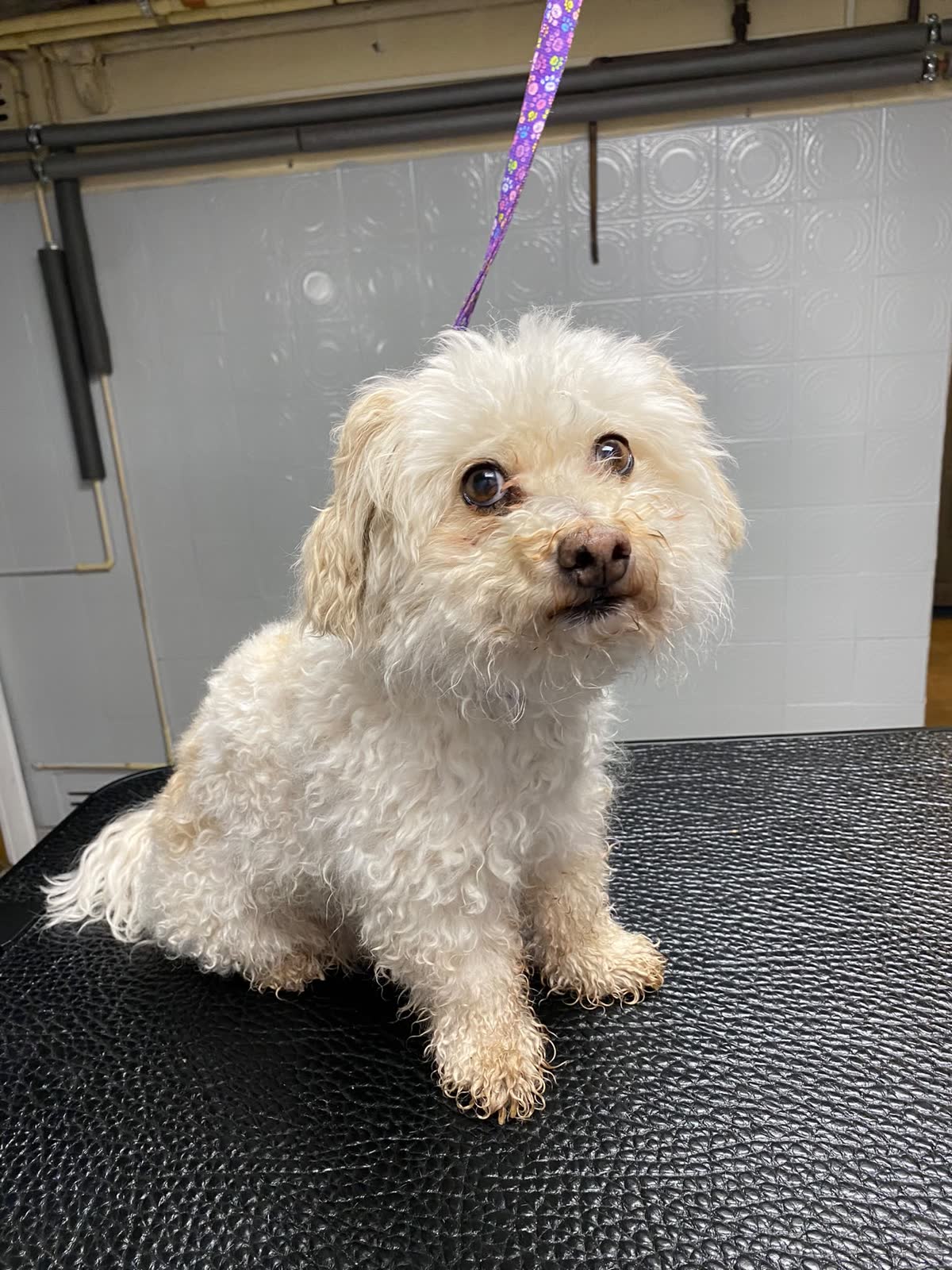 Kleiner lockiger Hund nach dem Grooming